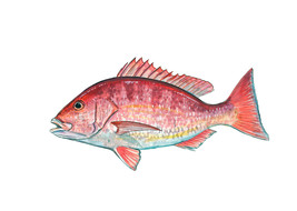 Red Snapper Fish Vinyl Decal Sticker for Car/Truck Laptop or Phone - €5,95 EUR+