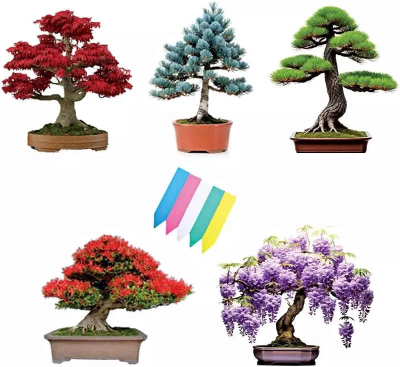 5 Type Bonsai Tree Kit Wisteria Black Pine Blue Spruce Red Maple Flame Tree - £12.01 GBP