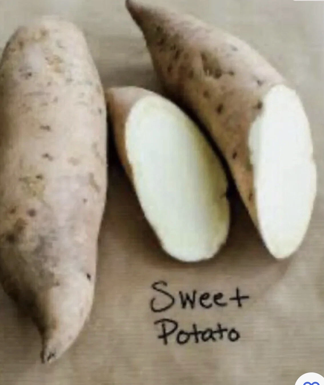 3 Sweet Potato Plants white / Cuttings Vine With Pot Sweet Potatoes Slip... - $36.50