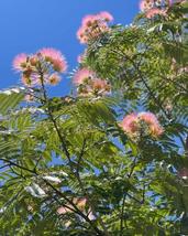 Exotic Silk Tree Albizia julibrissin 30 Pre-Stratified Seeds for Planting - $12.19