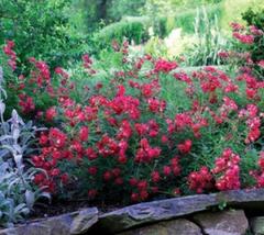 1 live plants Red Drift® Groundcover Rose - Starter Plant ( SM ) - £20.12 GBP