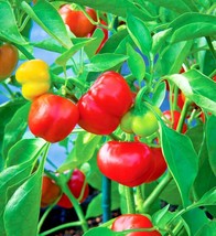 LWSTORE 50 Pimento Sweet Pepper Seeds Organic Summer Vegetable Garden Container  - £8.30 GBP