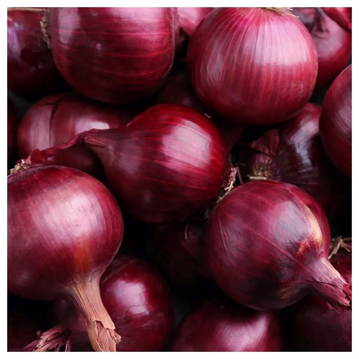 SGH 300 Red Grano Onion Seeds Short Day Non GMO Heirloom Fresh USA Seller - £6.78 GBP