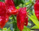 Ghost Pepper Seeds Bhut Jolokia EXTREMELY HOT PEPPER Genuine USA  - £2.38 GBP