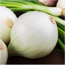 Onion 300 Seeds White Sweet Spanish Mild Vegetable Garden - £5.99 GBP