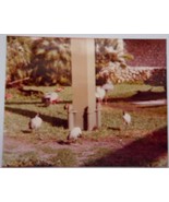 Vintage Birds Bush Gardens Florida 1982 - €1,69 EUR