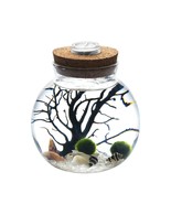 Mini Aquarium Kit- Glass Jar with Live Moss White Crystal Gravels,Sea Fa... - $25.99