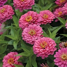 ArfanJaya Giant Miss Wilmont Pink Zinnia Flower Seeds - £6.57 GBP