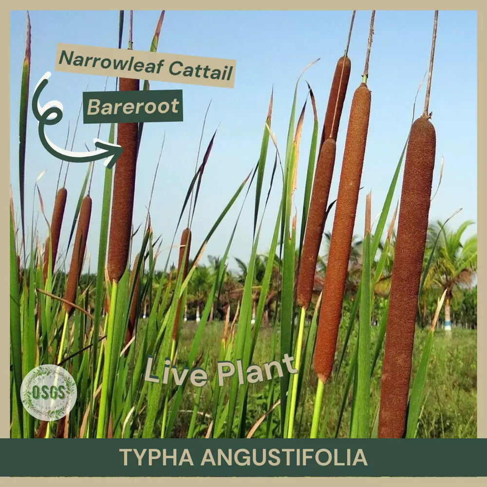 Bareroot Typha angustifolia Narrowleaf Cattail Plant Pond Plant - $20.34