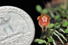 Pleurothallis Dressleri Micro Miniature Orchid Mounted - £41.69 GBP