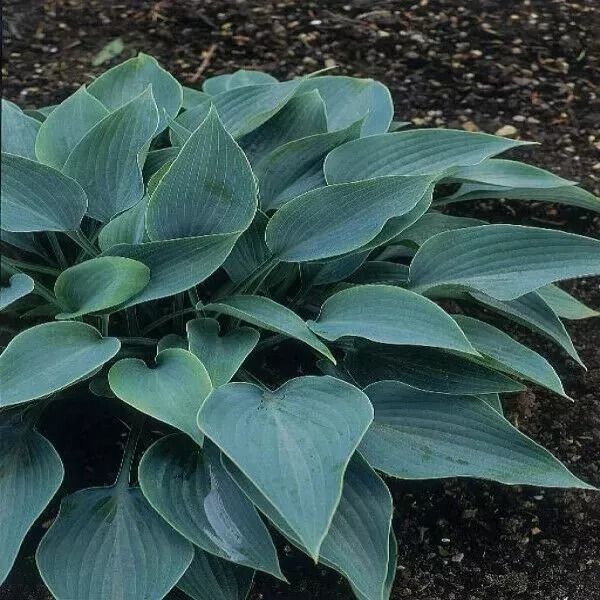 Hosta Halcyon qt pot Plant - $34.99