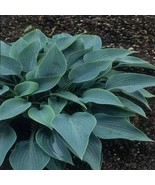 Hosta Halcyon qt pot Plant - $34.99