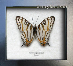 African Tiger Map Cyrestis Camillus Butterfly Entomology Collectible Sha... - $44.99