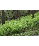 Ostrich Fern Bulbs 10 pack - $19.99