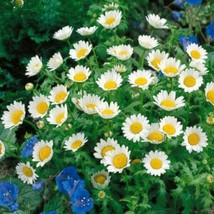 Daisy Creeping Dwarf Only 8&quot; Tall 430 Seeds Gardening USA SHIPPING - £6.95 GBP