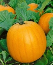 New Fresh Seeds 50 Pumpkin Seeds Jack O Lantern Seeds USA Seller - $23.50