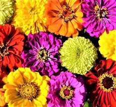 Confetti Zinnia Seed Mix 100+ Seeds NonGMO - $5.00