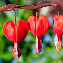 10 Seeds - Dicentra spectabilis - Fumariaceae / Papaveraceae BX1G - £7.93 GBP