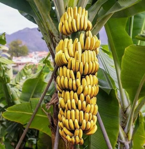 Dwarf Cavendish Banana Tree Live Musa Banana &quot;&quot;Starter&quot;&quot; Plant - £19.31 GBP