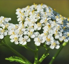 200 Yarrow Seeds Achillea Millefolium Medicina Herbl Organic Heirloom - £6.66 GBP