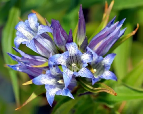 30 Gentian Gentiana Sceptrum Shade Loving Perennial Flower Fresh Seeds for Plant - $17.90