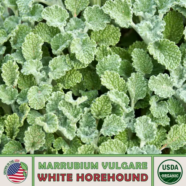 100 White Horehound Seeds Marrubium Vulgare Organic Genuine Usa Garden - £9.75 GBP