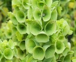 Bells Of Ireland Flower Seeds 100 Moluccella Laevis Green Flowers Fast S... - $8.99