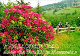 Postcard Rhododendron  Appalachian Trail Blue Ridge Mountains   6 x 4 inches - £4.68 GBP