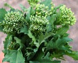 250 Spring Raab Broccoli Seeds Fast Shipping - $8.99