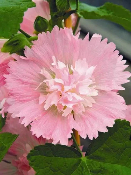 Spring Pink Hollyhock 50 Seeds Perennial Flower Fresh Garden - £9.39 GBP