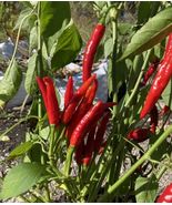 Lot Of 3 Red Thai Dragon 75 Day+ Old Super Hot Pepper Live Plants - £36.95 GBP