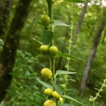 Mullein Foxglove 200 Seeds for Planting | Seymeria Macrophylla Wildflowe... - $17.00