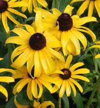 SGHOST 30 000 Black Eyed Susan Flower Seeds Rudbeckia Hirta Perennial USA Seller - £8.09 GBP