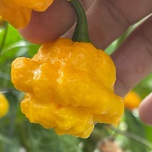 Moa Scotch Bonnet Capsicum Chinense Seeds Fresh Garden - £10.05 GBP