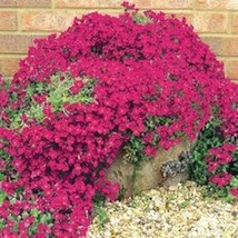 VP Royal Red, Rock Cress / Perennial Deer Resistant  Flower 200 Seed Aubrieta Ro - £5.09 GBP