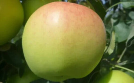 25 Ginger Gold Apple Seeds Planting Fast US Shipping - $10.96