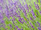 Lavender Seeds, Vera English, NON-GMO 200 Seeds Fast Shipping - $11.99