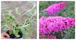 Live Plant 2.5 QT Pink Delight Butterfly Bush Buddleia Garden - £50.93 GBP