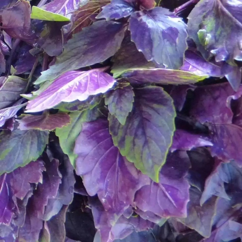 KS Dark Opal Basil Collection Non Gmo Organic Planting 250 Seeds  - $9.36