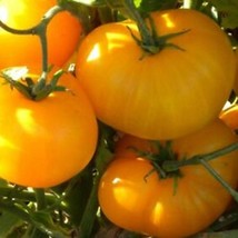 US Seller Janet&#39;S Jewel Tomato Seeds Fast Shipping - $11.98