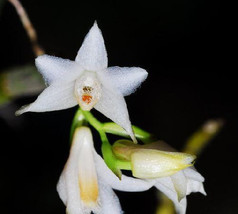 Dendrobium stuposum orchid - £2.91 GBP