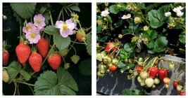 Merlan Strawberry Seeds, 200 SeedsPink Flowers on Compact Plants - £13.36 GBP
