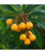 Big Jim Loquat Tree Seedling: Cold Hardy Tropical Fruit, Self-Pollinating - $115.90
