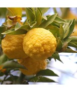 Yuzu Lemon Seeds for Garden Planting, 10+ Seeds - €8,74 EUR
