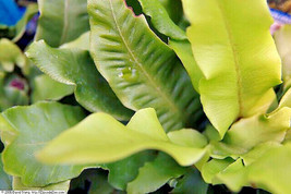 Hardy Tongue Fern 1001 Spores Seeds Cold Hardy Asplenium Scolopendrium Fresh Gar - £11.43 GBP