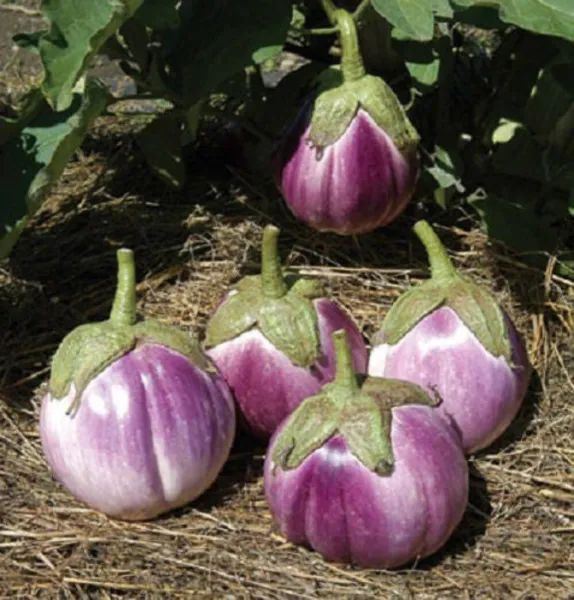 Top Seller 50 Organic Italian Eggplant Rosa Bianca Solanum Melongena Veg... - £11.46 GBP