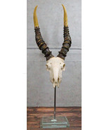 Vintage Faux Taxidermy Kudu Antelope Skull On Museum Pole Mount With Gla... - $2,209.08 MXN