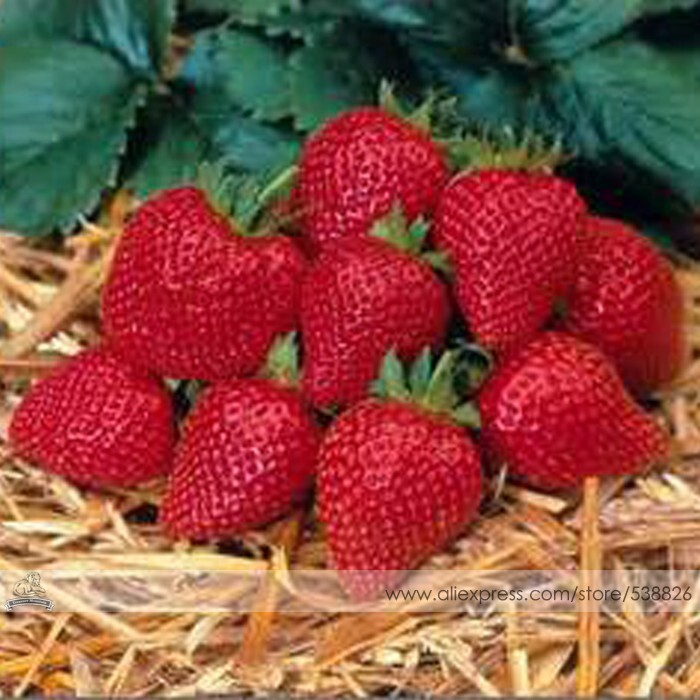 Elan F1 Strawberry Seeds 100 Seeds - $7.99