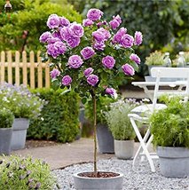 200Seeds Osiria Rose Tree Bonsai Fresh Rosa Chinese Dendroidal Rose Flower Tree  - $8.36