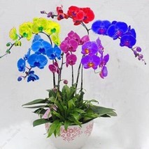 50 pcs Rainbow Butterfly Orchid Seeds - Colorful Flowers FROM GARDEN - £5.18 GBP